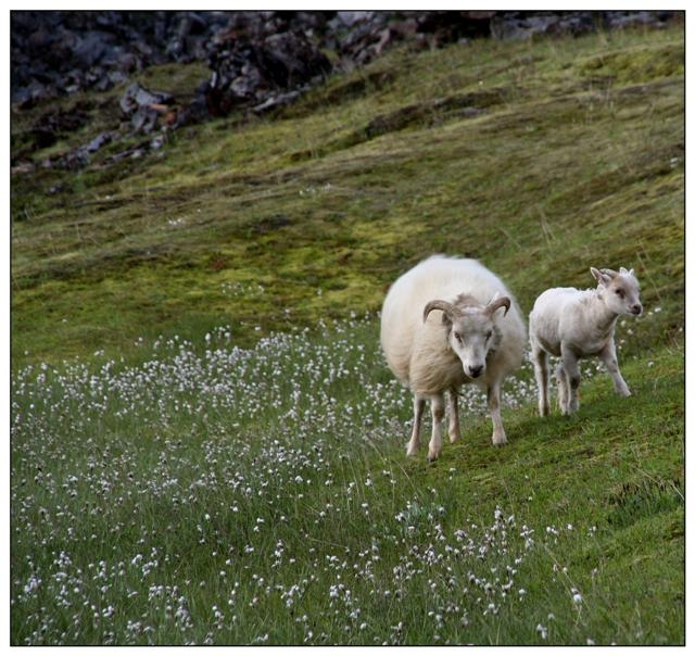 landmannalaugar  97 (Small).jpg